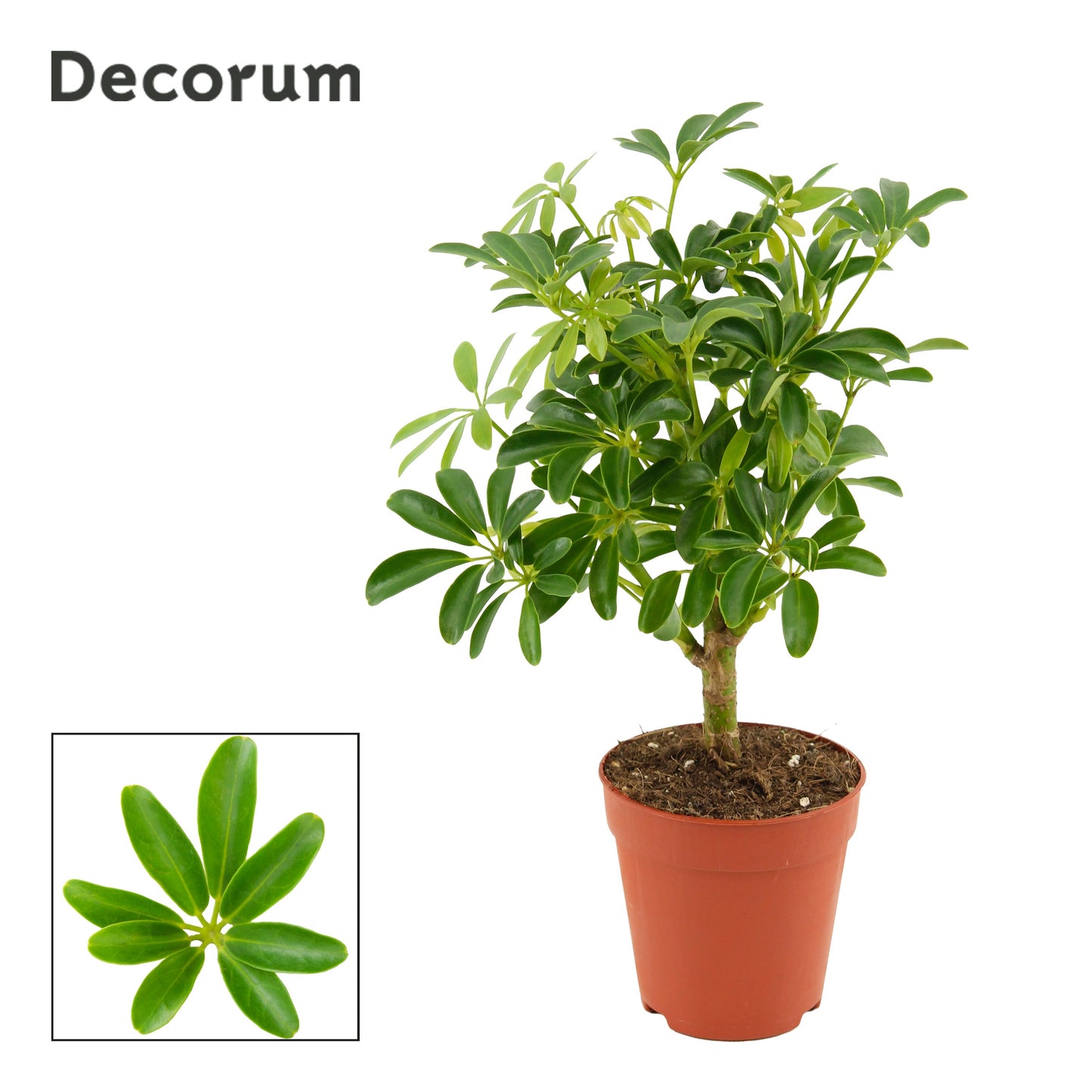 Duijn-Hove BV, kwekerij Schefflera Luseana Pack of 18