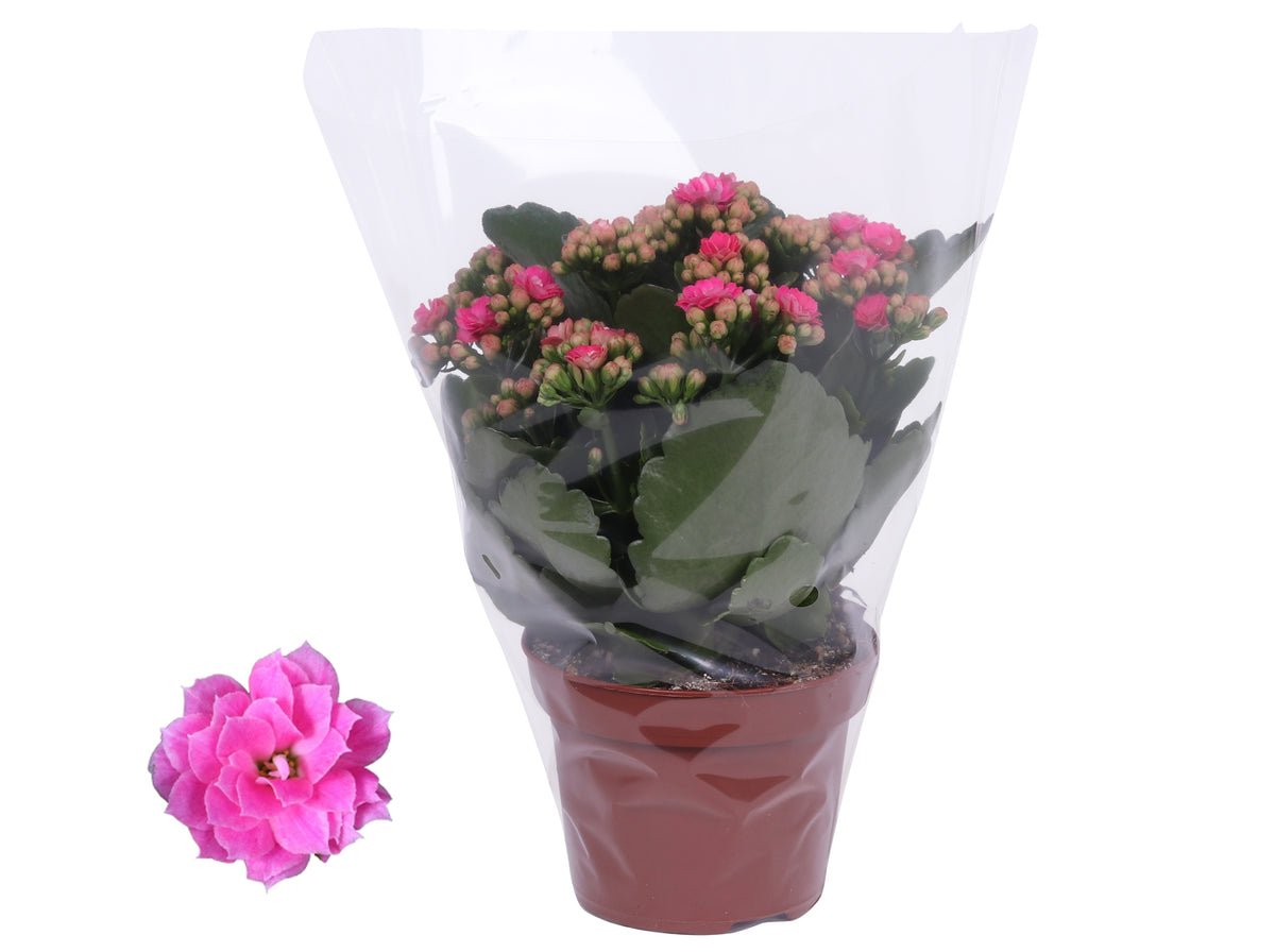 Kalanchoe Rosalina Don Nando 27cm 12cm Pot