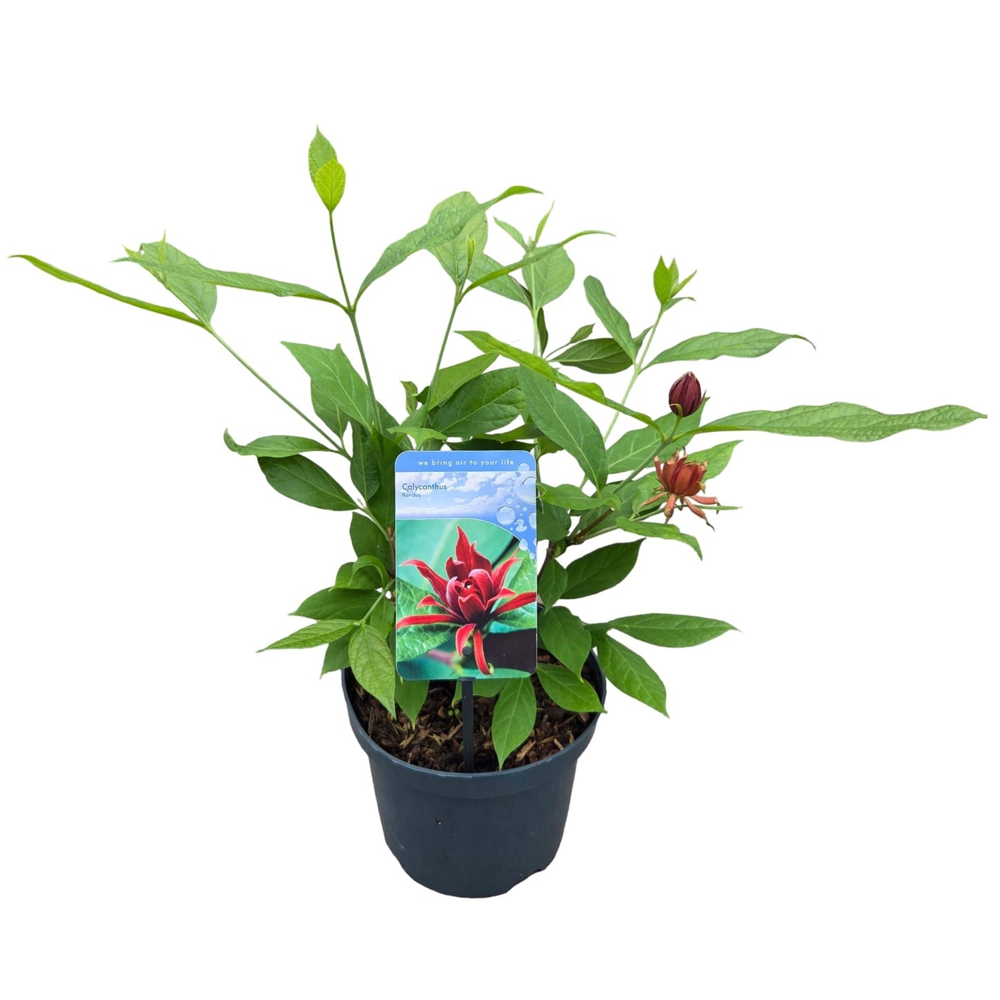 Calycanthus chinensis 50cm 19cm Pot
