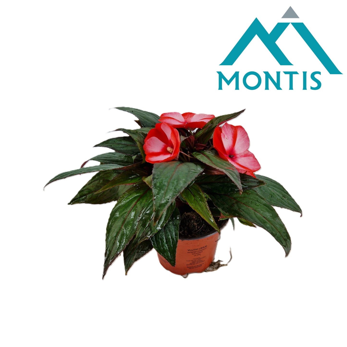 Impatiens ng. Colorpower Coral Flame 25cm 13cm Pot