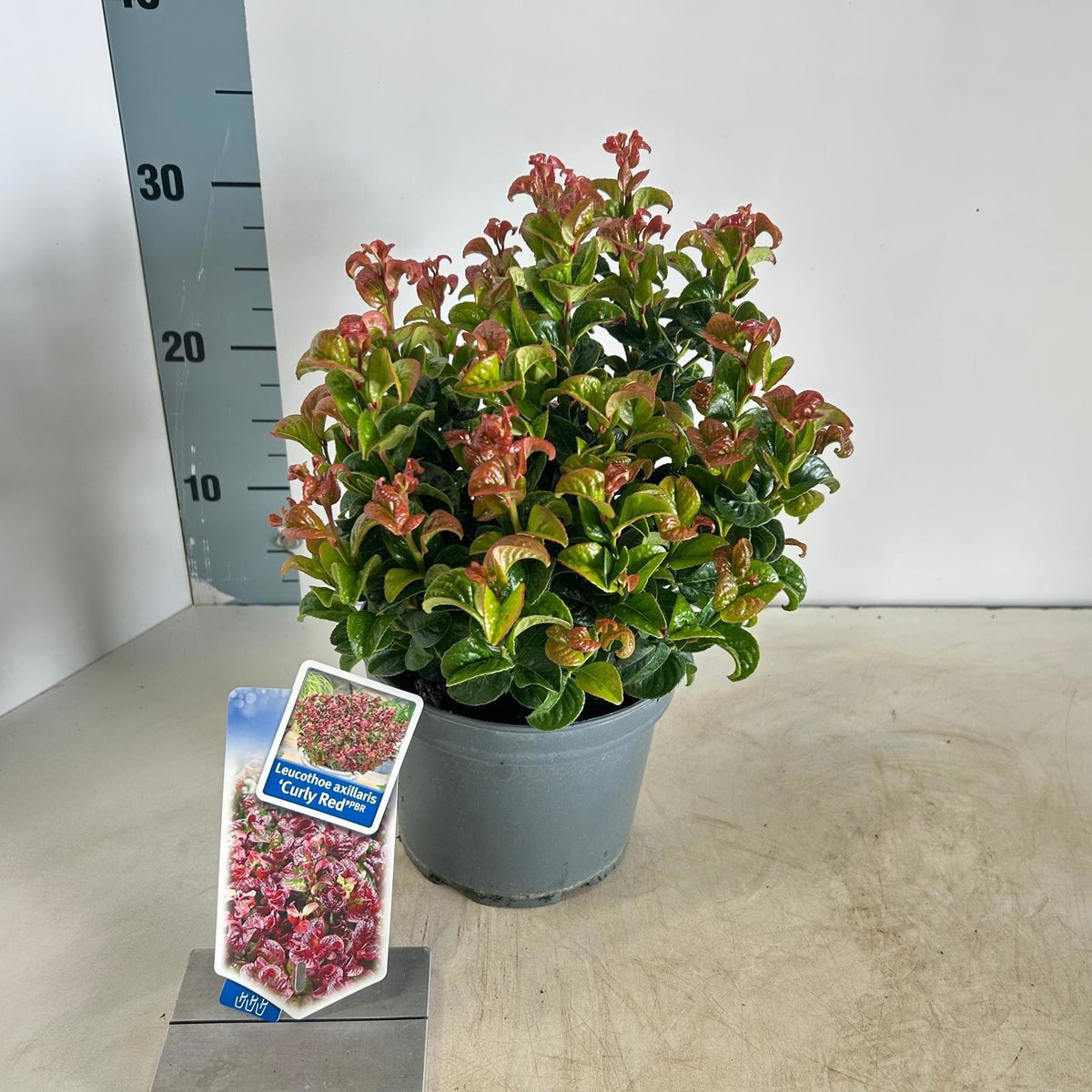 Leucothoe Curly Red 30cm 17cm Pot