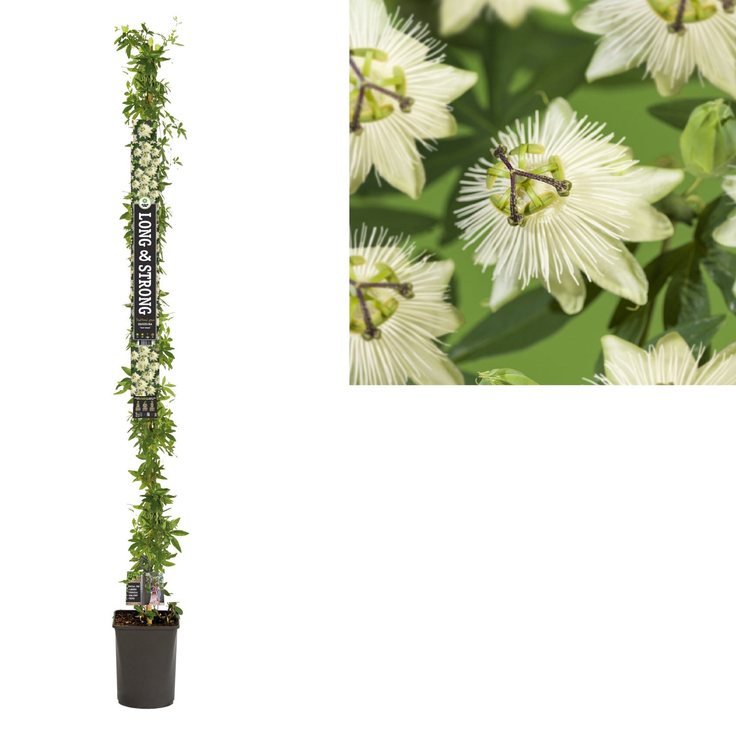 Passiflora 210cm 23cm Pot