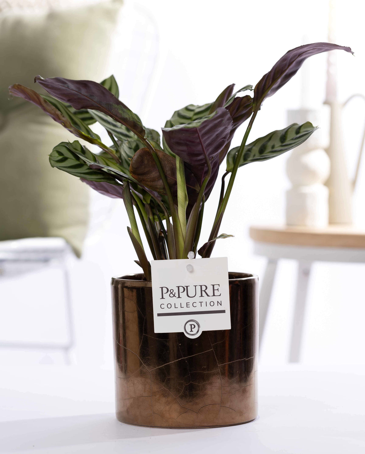 Ctenanthe burle-marxii 25cm 12cm Pot