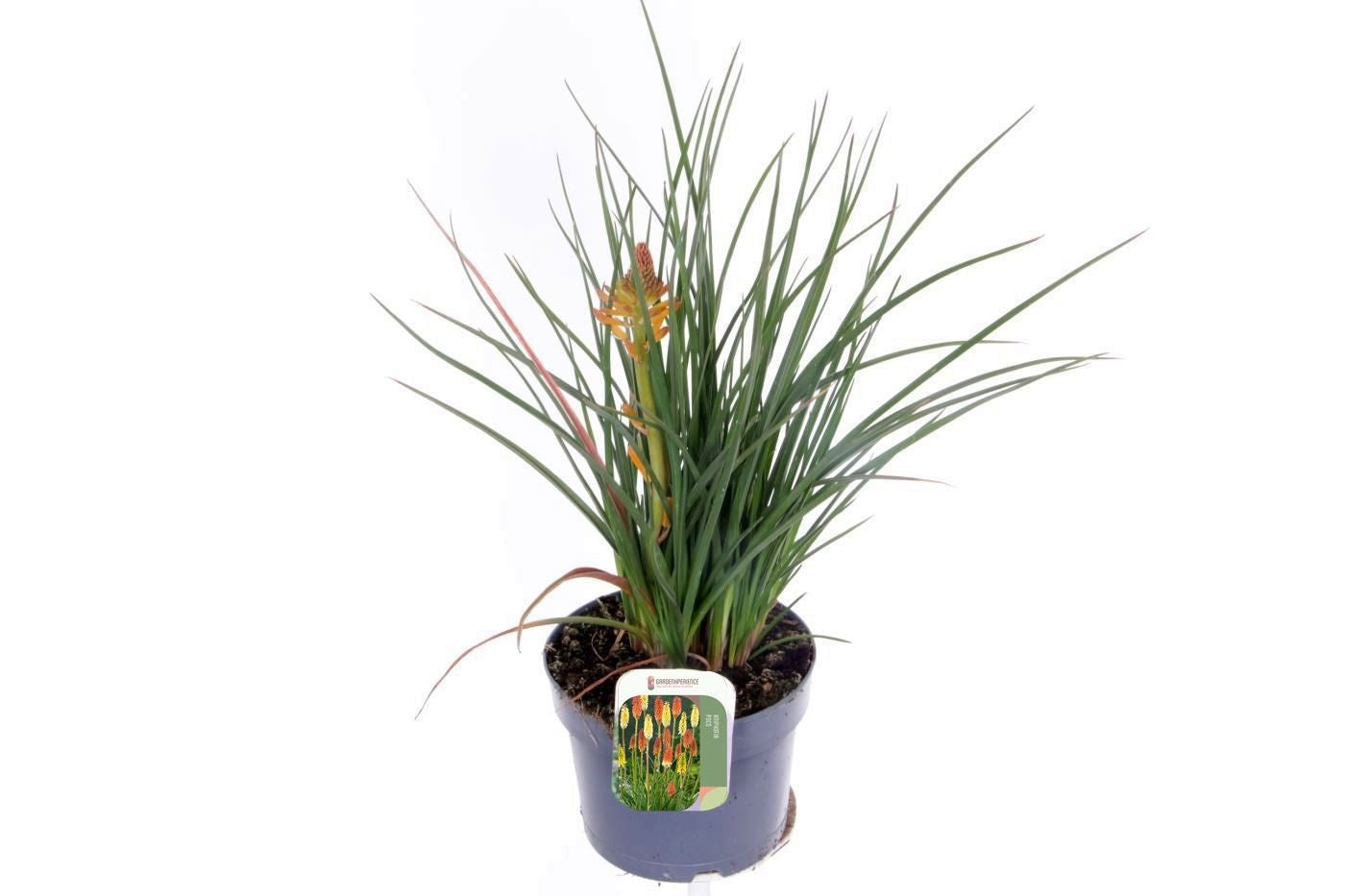 Kniphofia 50cm 17cm Pot