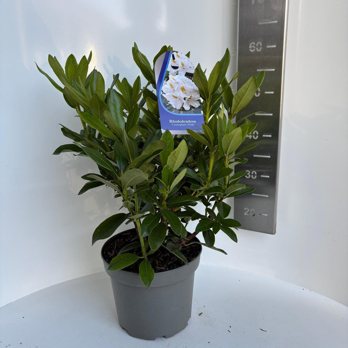 Rhododendron Cunningham White 55cm 23cm Pot