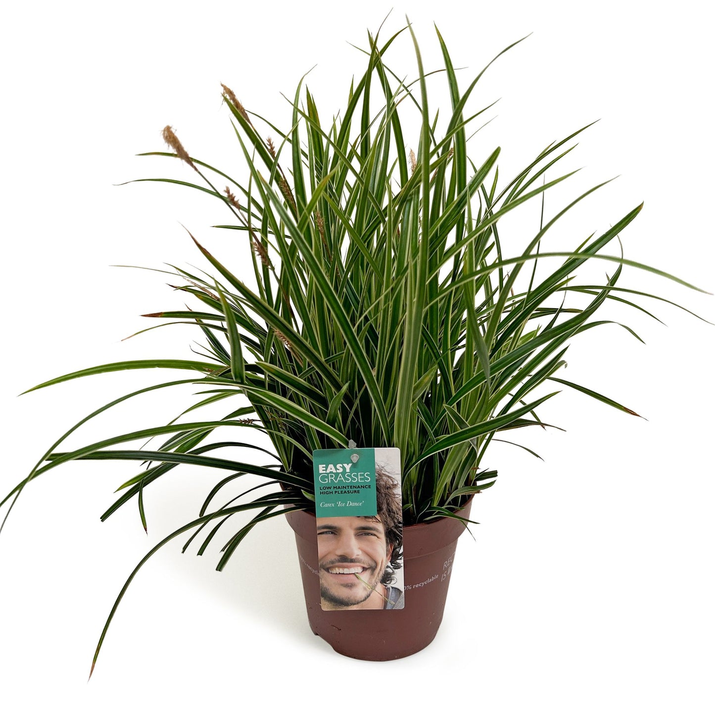 Allure Tuinplanten BV i.o. Carex morrowii Ice Dance Pack of 6