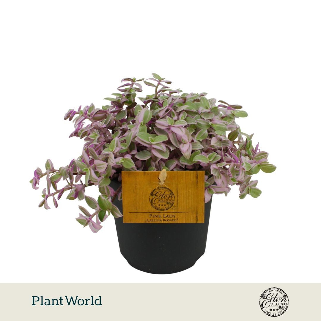 Callisia Rosato 15cm 10.5cm Pot