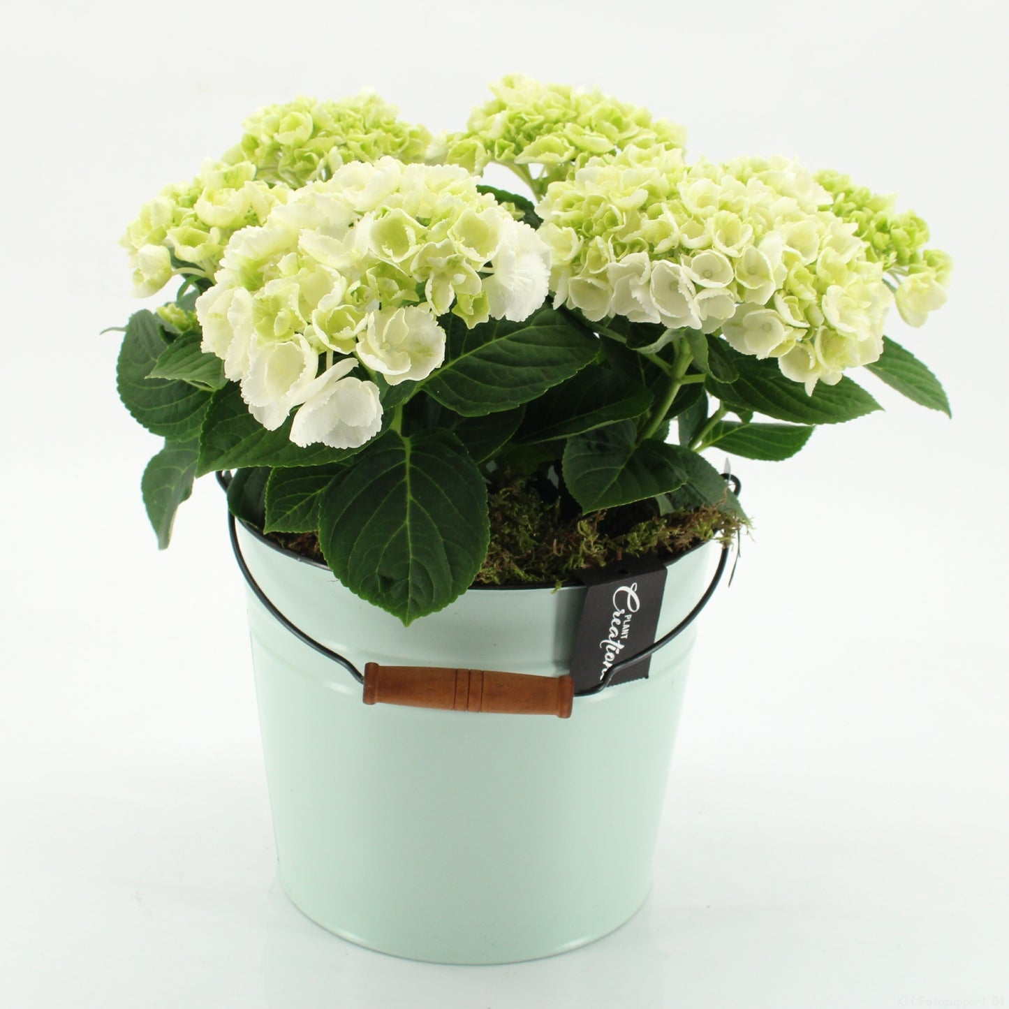 Hydrangea arrangement 35cm 21cm Pot