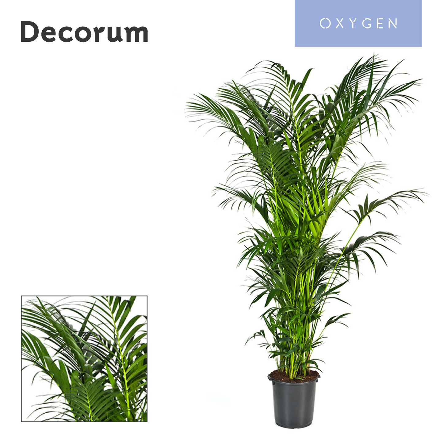 Howea forsteriana 300cm 40cm Pot