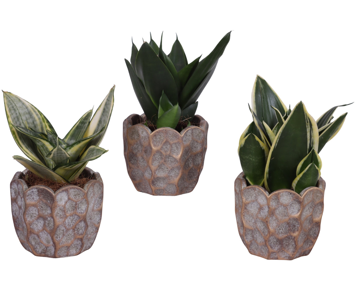Sansevieria trifasciata 25cm 12cm Pot