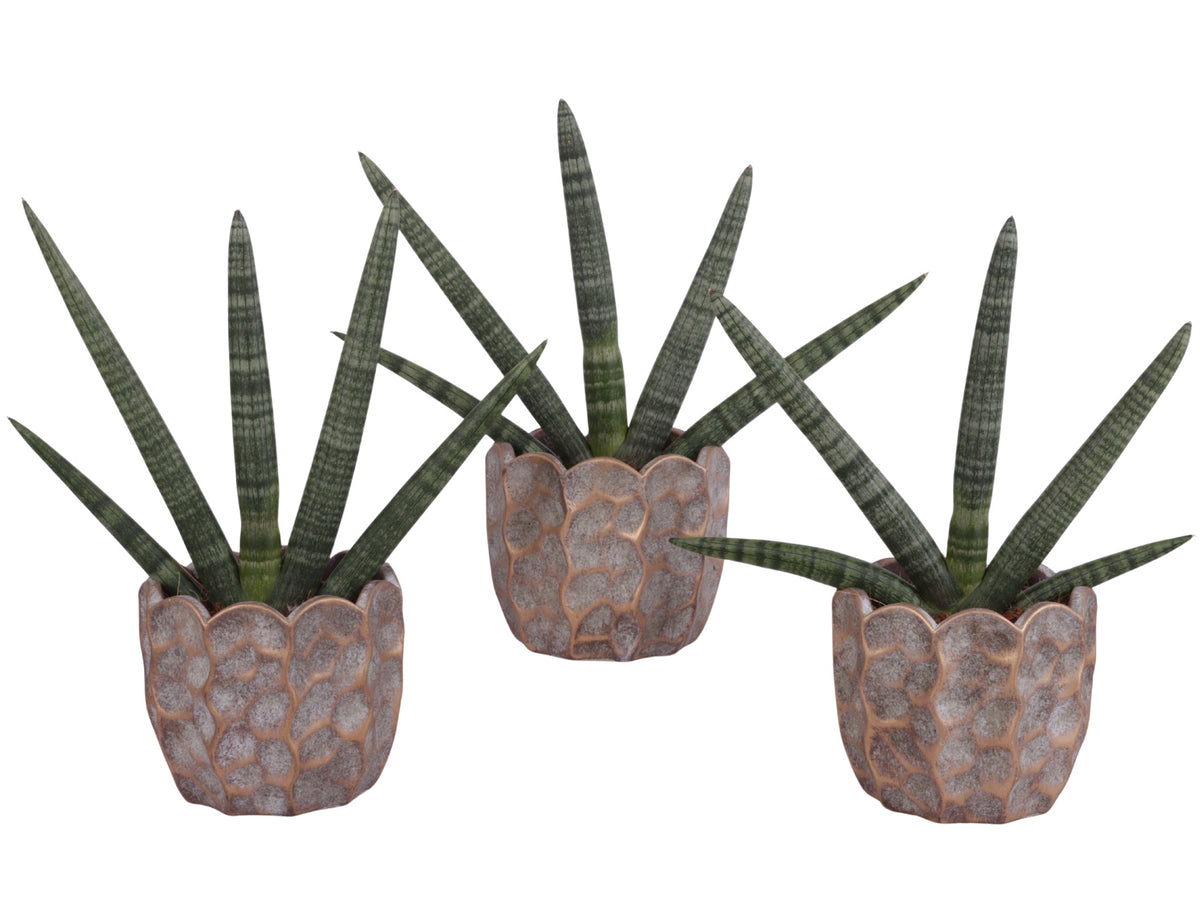 Sansevieria cyl. Handshake 45cm 15cm Pot