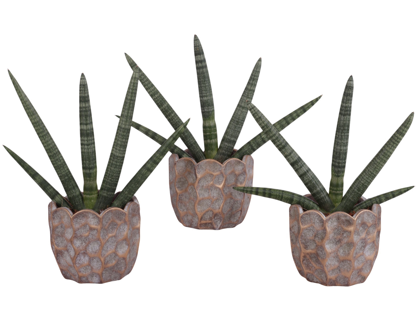Sansevieria cyl. Handshake 45cm 15cm Pot