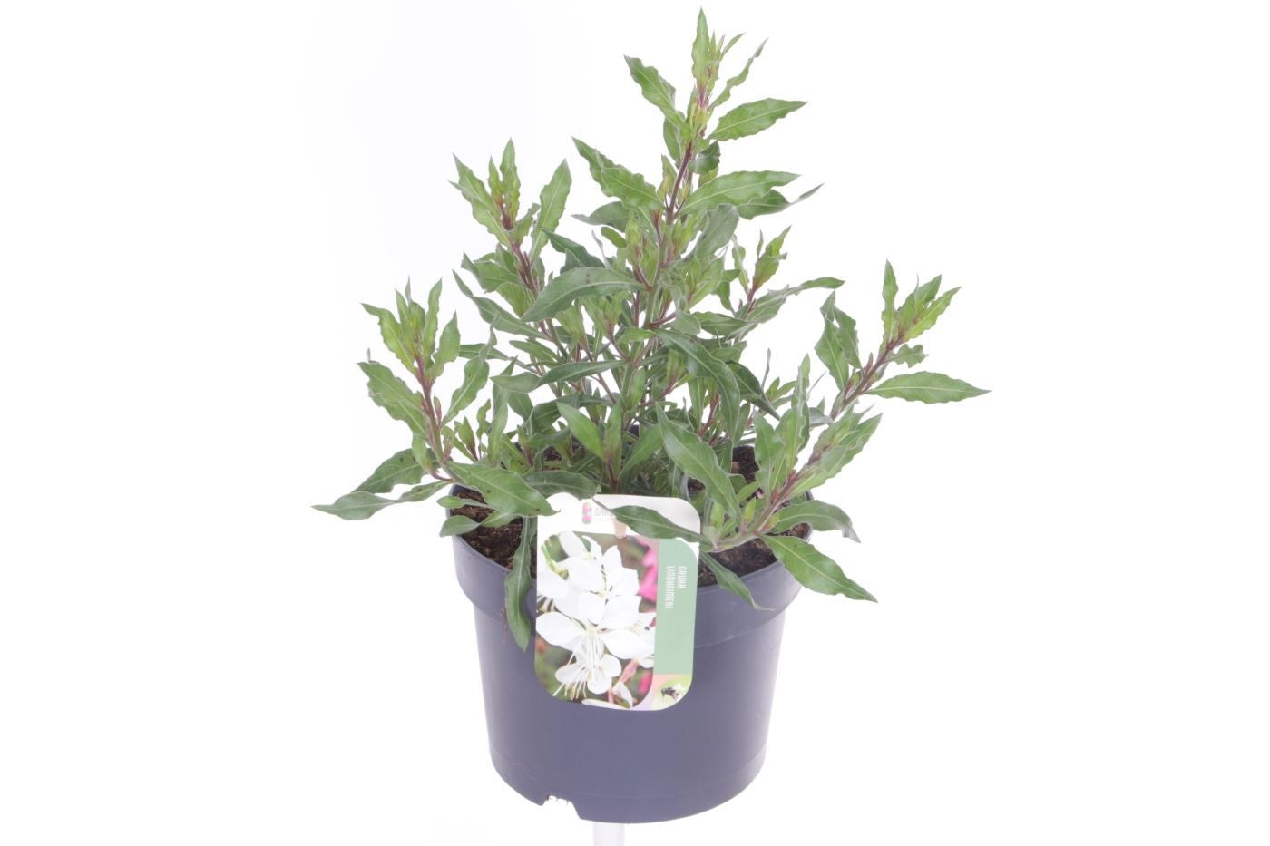 Gaura lind. Geyser White 40cm 17cm Pot