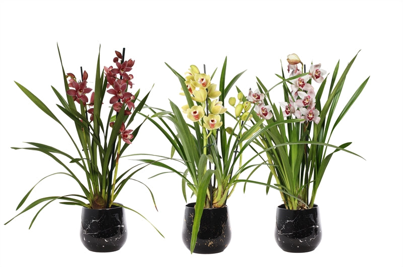 Cymbidium mix 50cm 12cm Pot