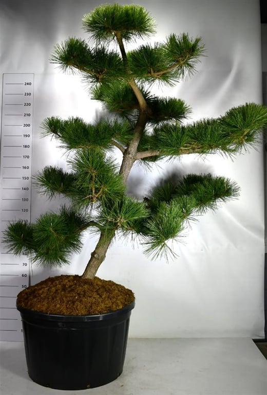Pinus hybrid 270cm 85cm Pot