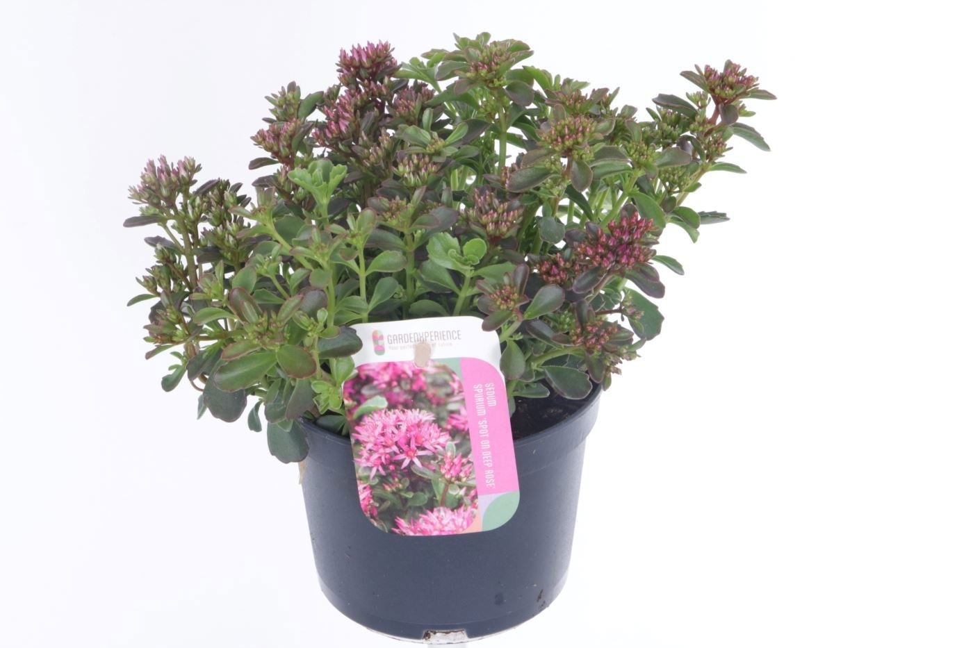 Sedum Spot on Deep Rose 20cm 13cm Pot