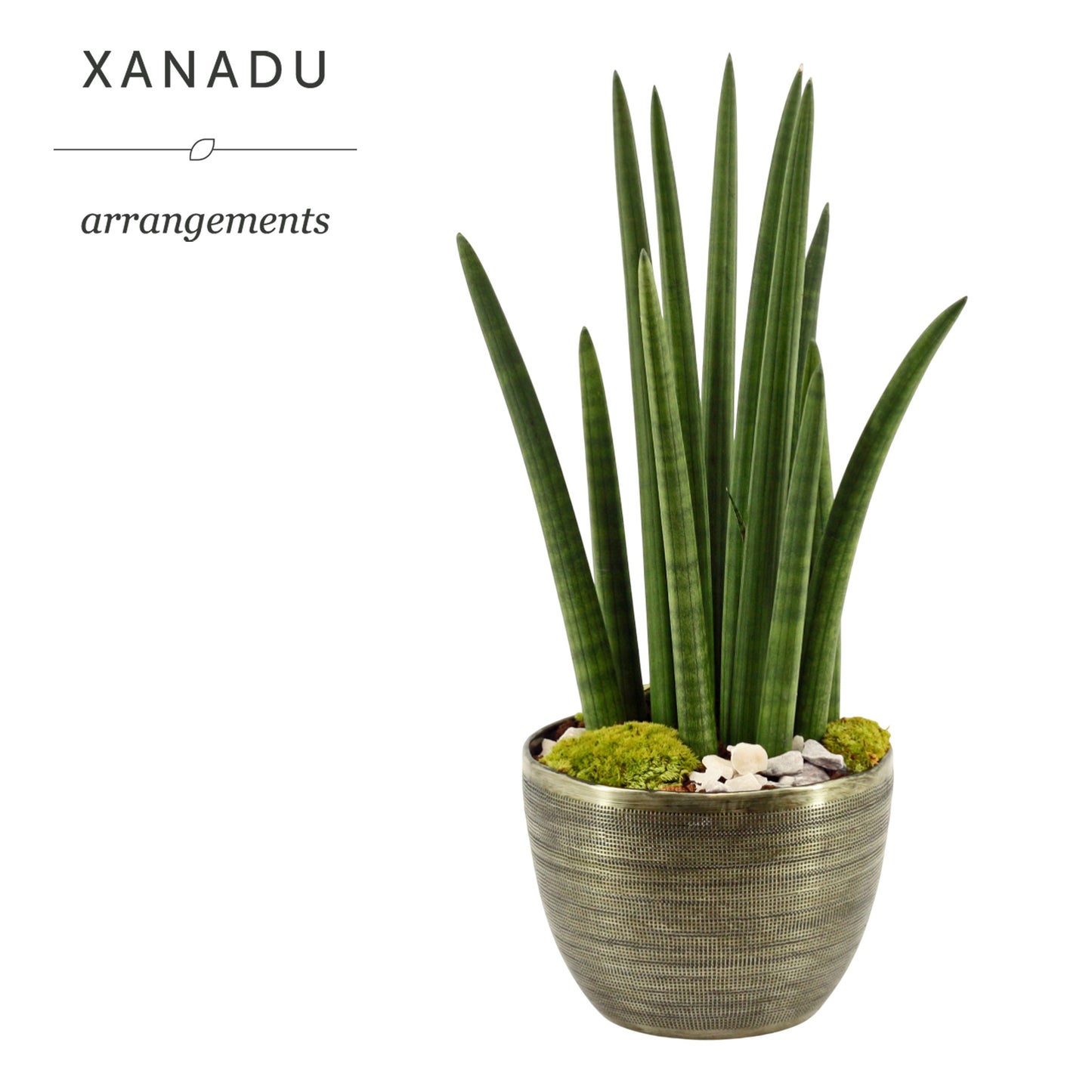 Xanadu Houston 55cm 21cm Pot
