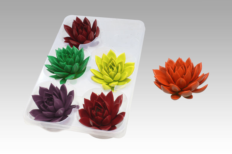 Echeveria colored autumn mix 7cm 999cm Pot