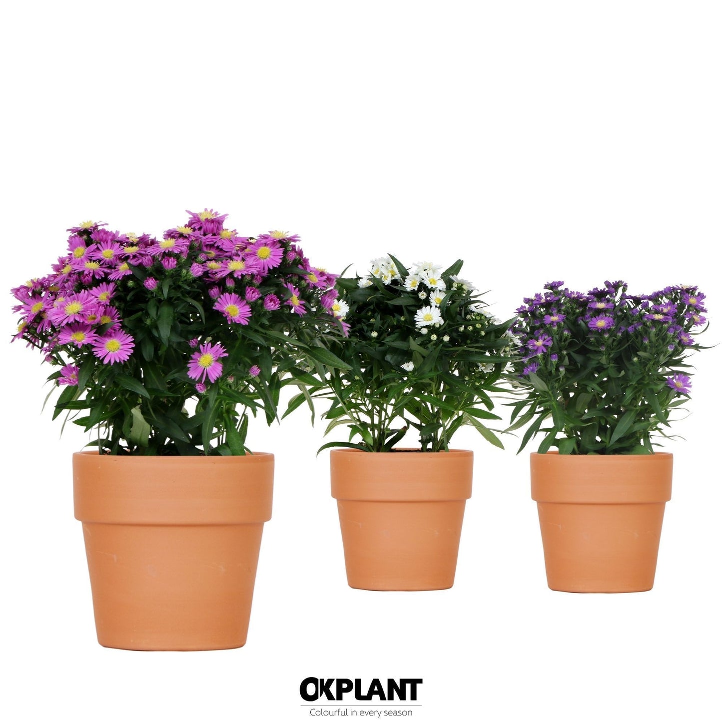OK Plant Aster nb. Starletta mix Pack of 6