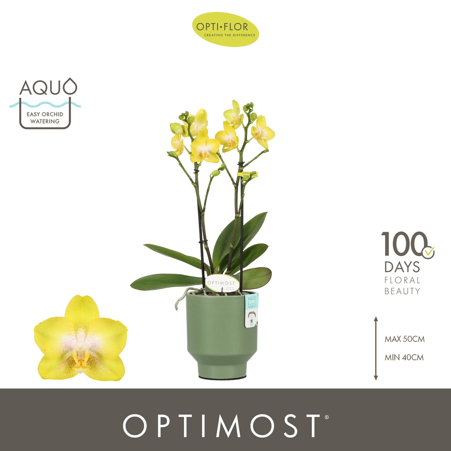 Phalaenopsis mf. Arezzo 45cm 12cm Pot