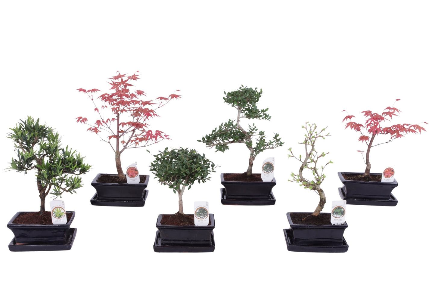 Bonsai mix (outdoor) 35cm 15cm Pot