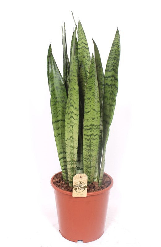 Fachjan BV Sansevieria Zeylanica Pack of 3