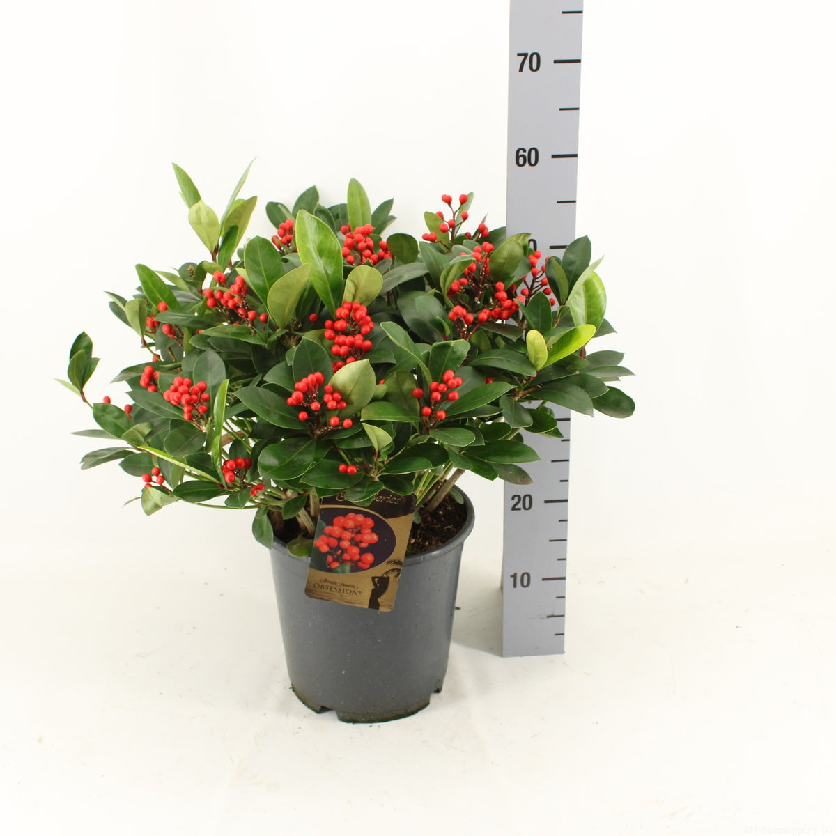 Skimmia japonica Obsession 50cm 24cm Pot