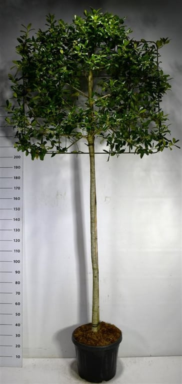 Ilex mix 300cm 48cm Pot