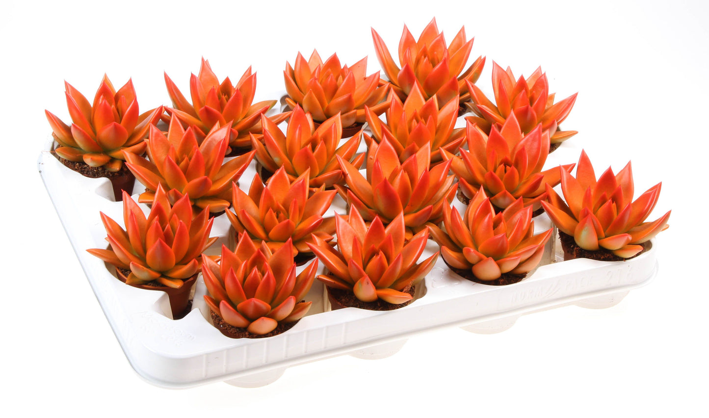 Euro Cactus Holland Bv Rainbow bicolor orange + red point Pack of 16