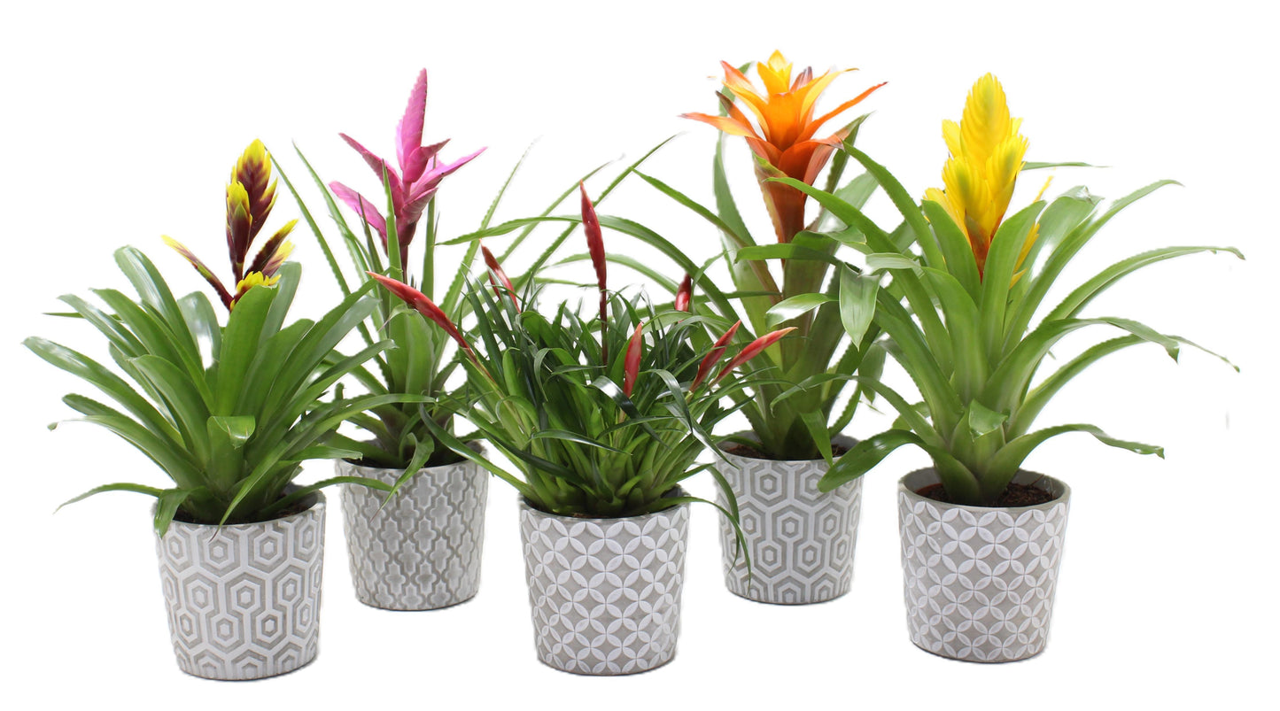 Bromelia mix 45cm 12cm Pot