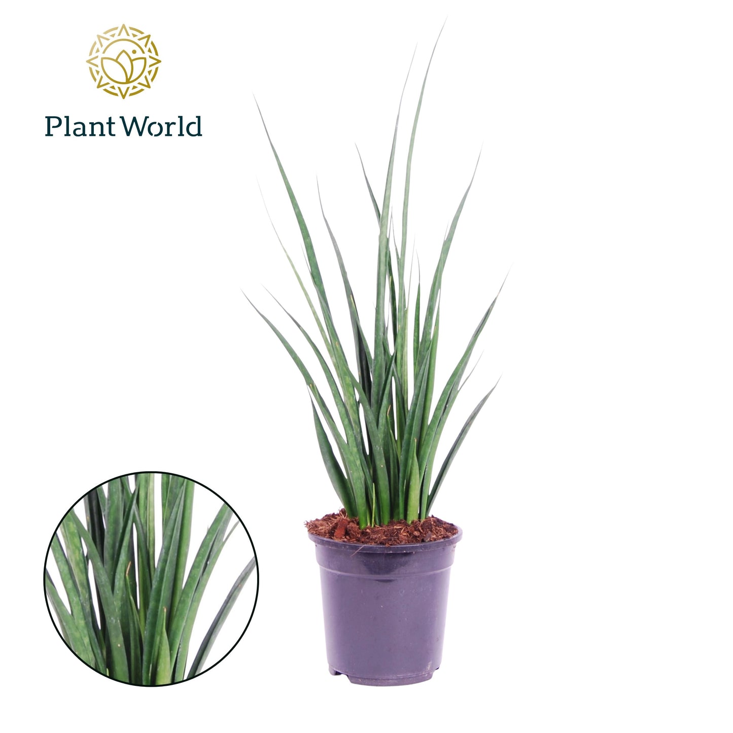 Sansevieria kirkii Friends 60cm 19cm Pot