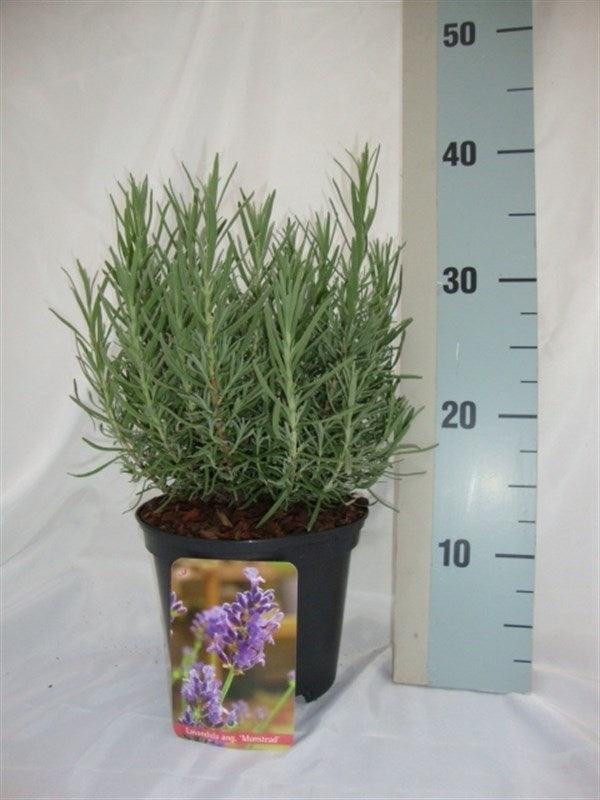 Roessel Tuinpl. VOF, B. v. Lavandula Munstead Pack of 1