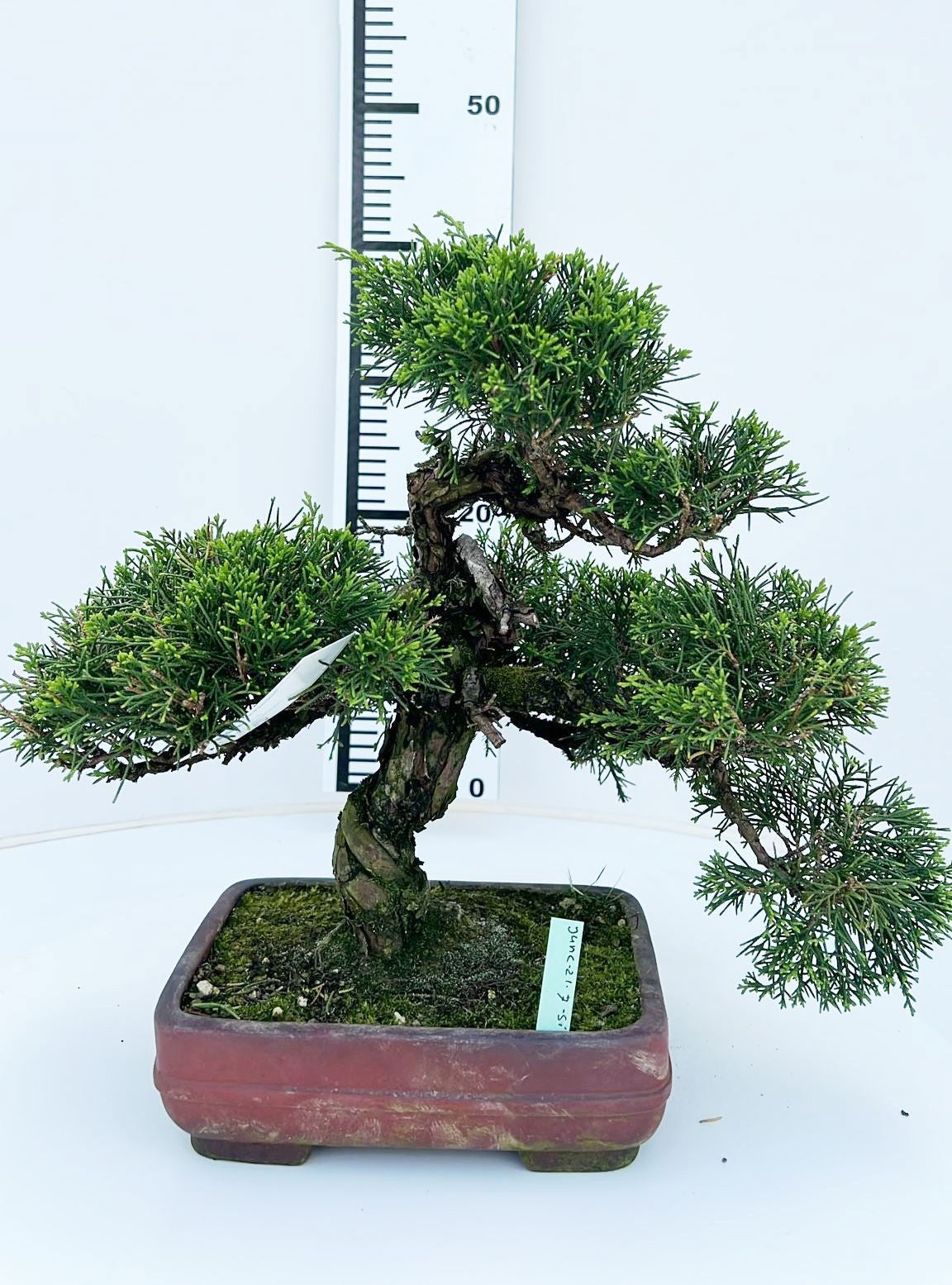 Juniperus chinensis 40cm 21cm Pot