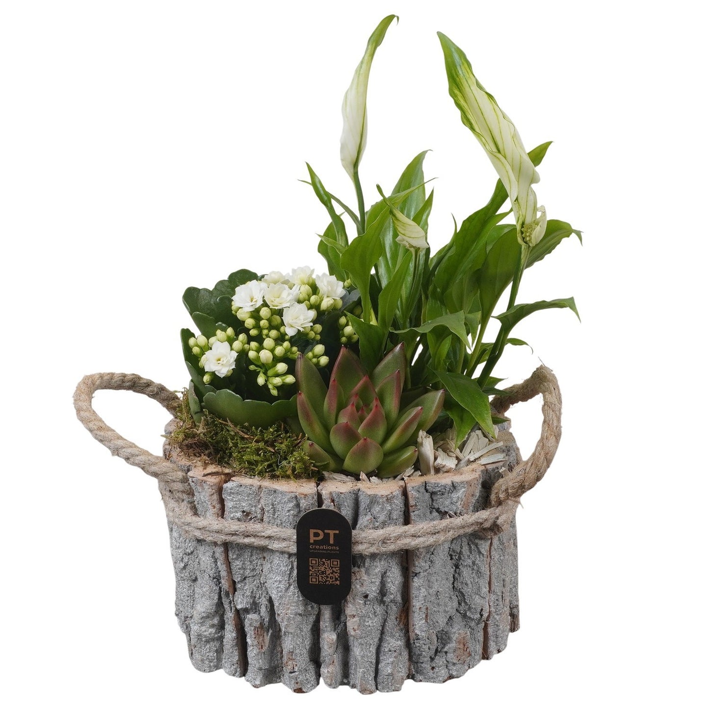 Indoor arrangement 30cm 17cm Pot