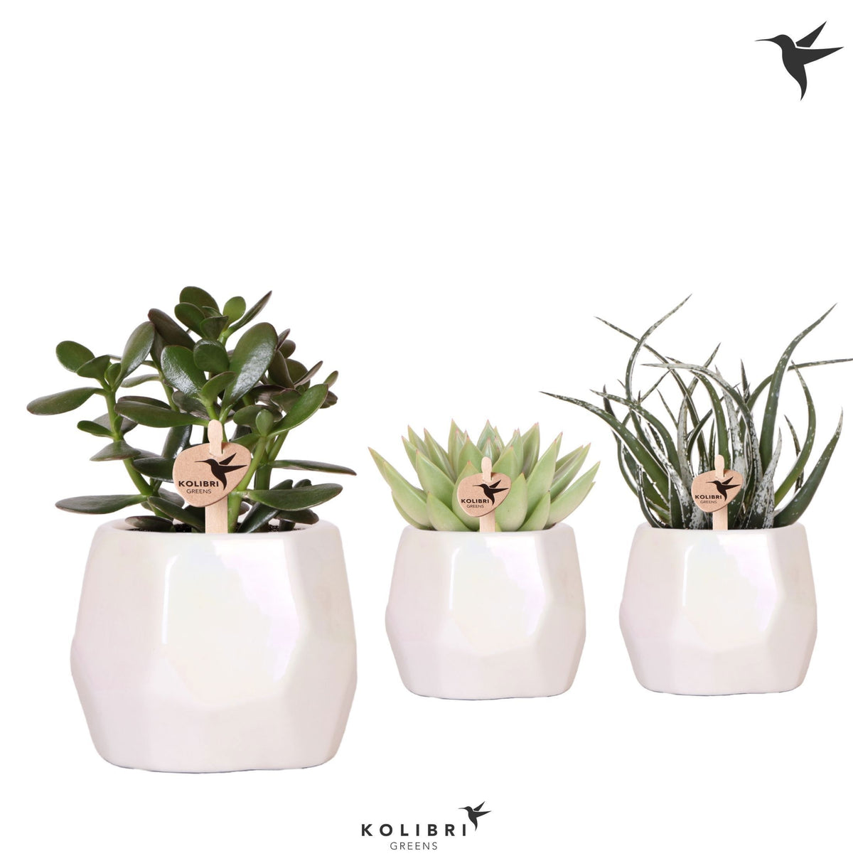 Succulent mix 20cm 9cm Pot