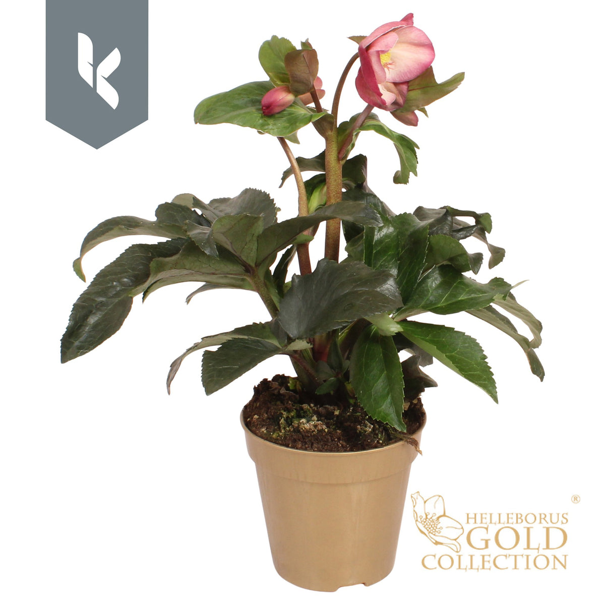 Helleborus Ice N' Roses Rose 40cm 13cm Pot