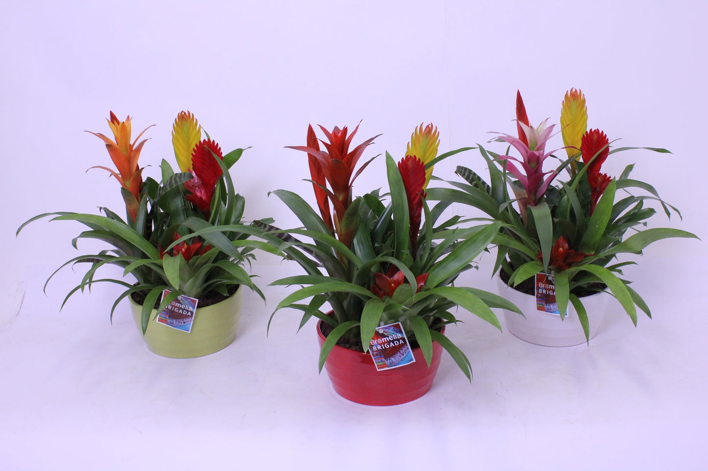 Bromelia mix 50cm 21cm Pot