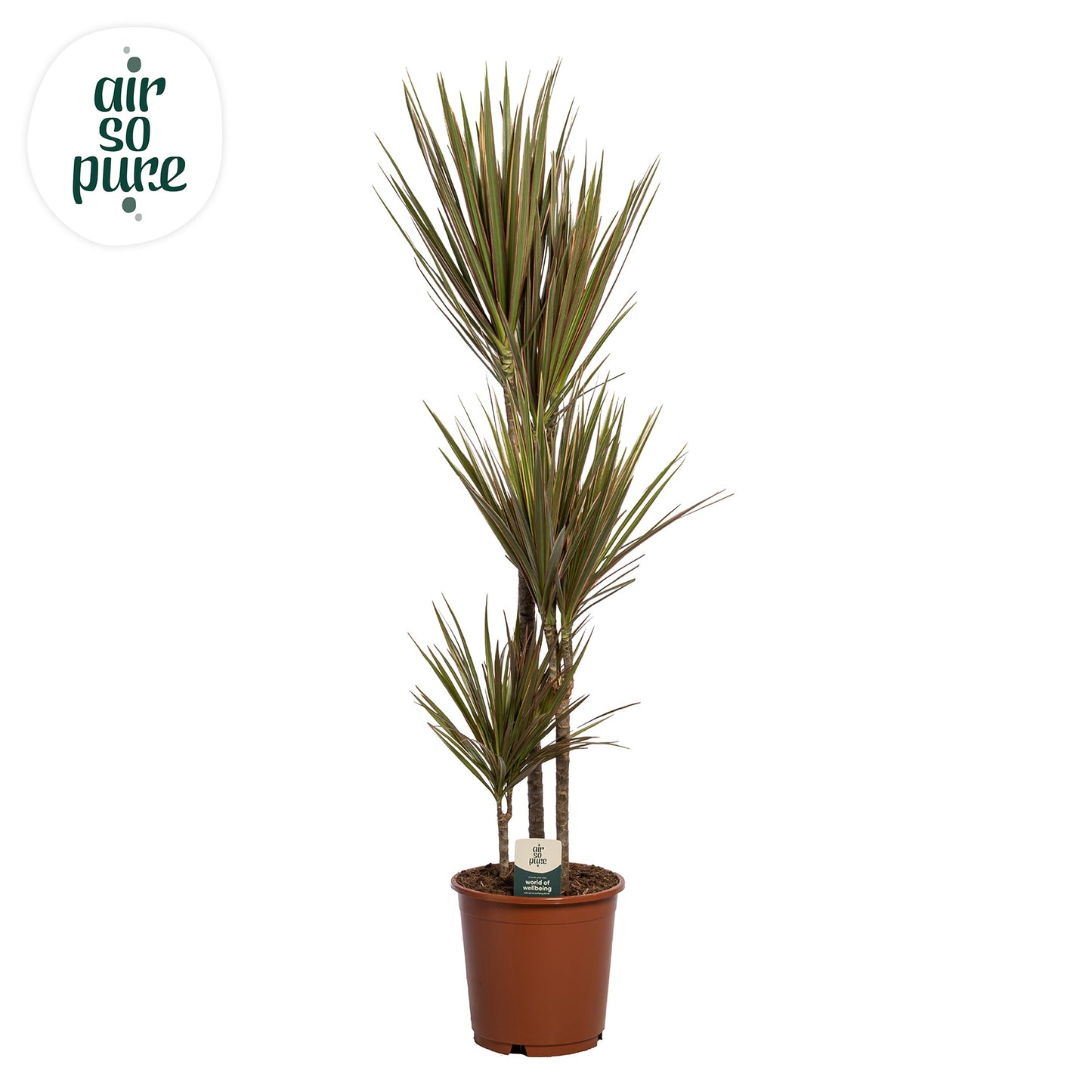 Dracaena Bicolor 115cm 24cm Pot