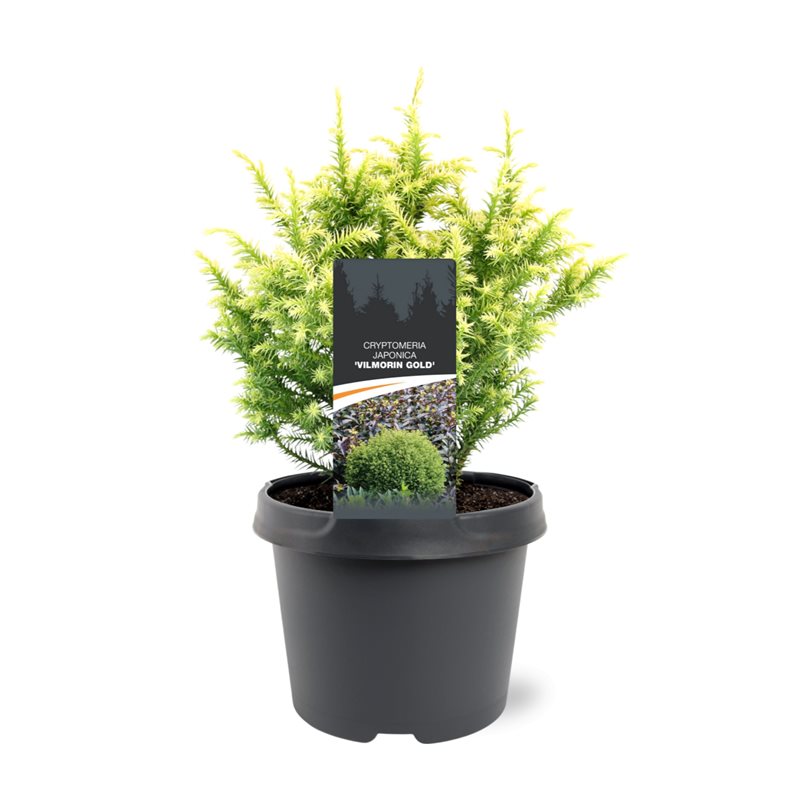 Bremmer Boomkwekerijen Cryptomeria Vilmorin Gold Pack of 1