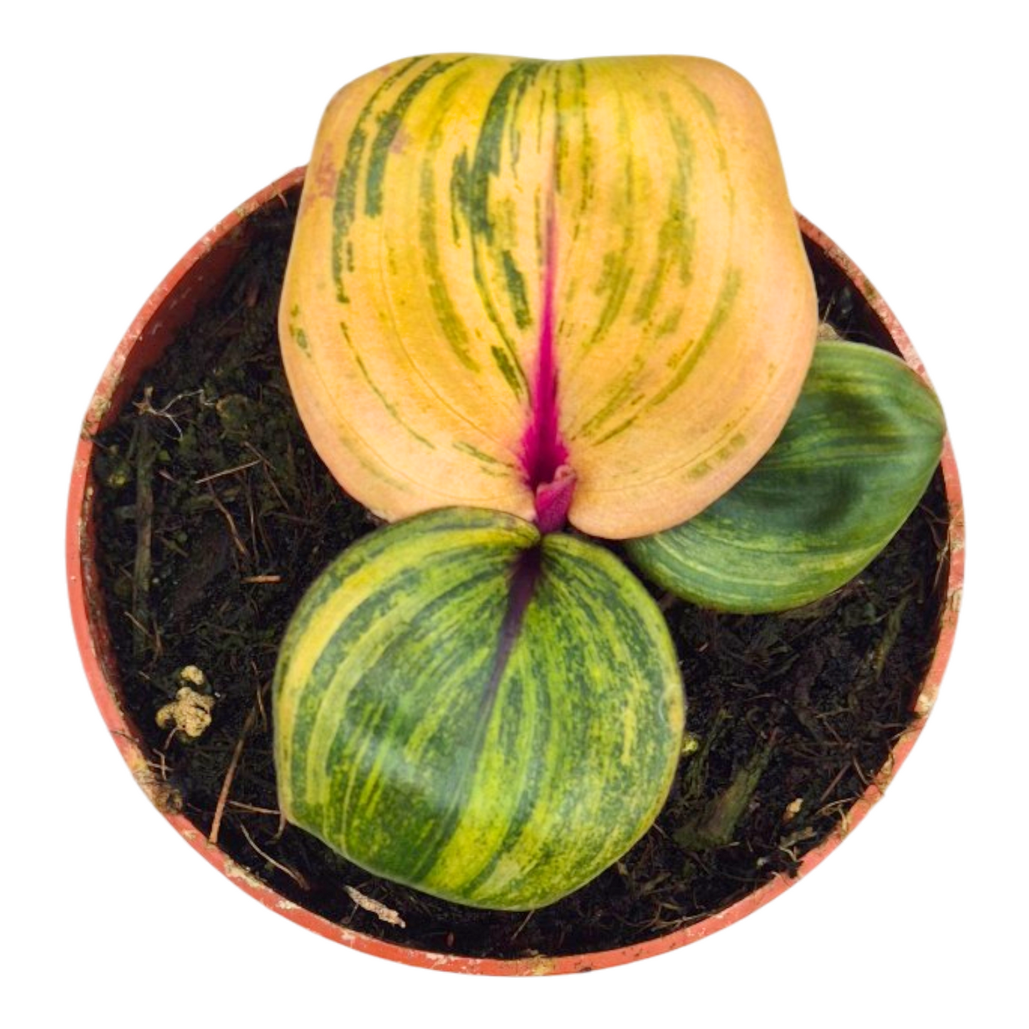 Casa Botanica Geogenanthus Florijn Pack of 2