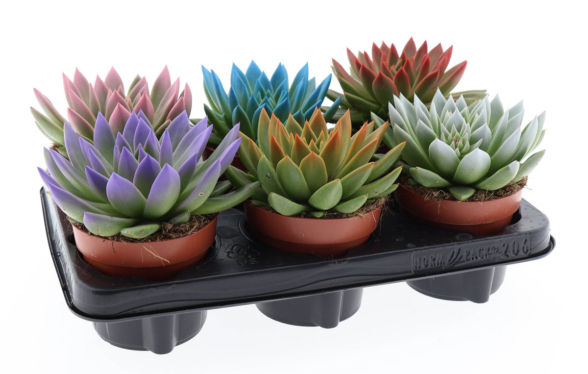 Rainbow tips mix 15cm 12cm Pot