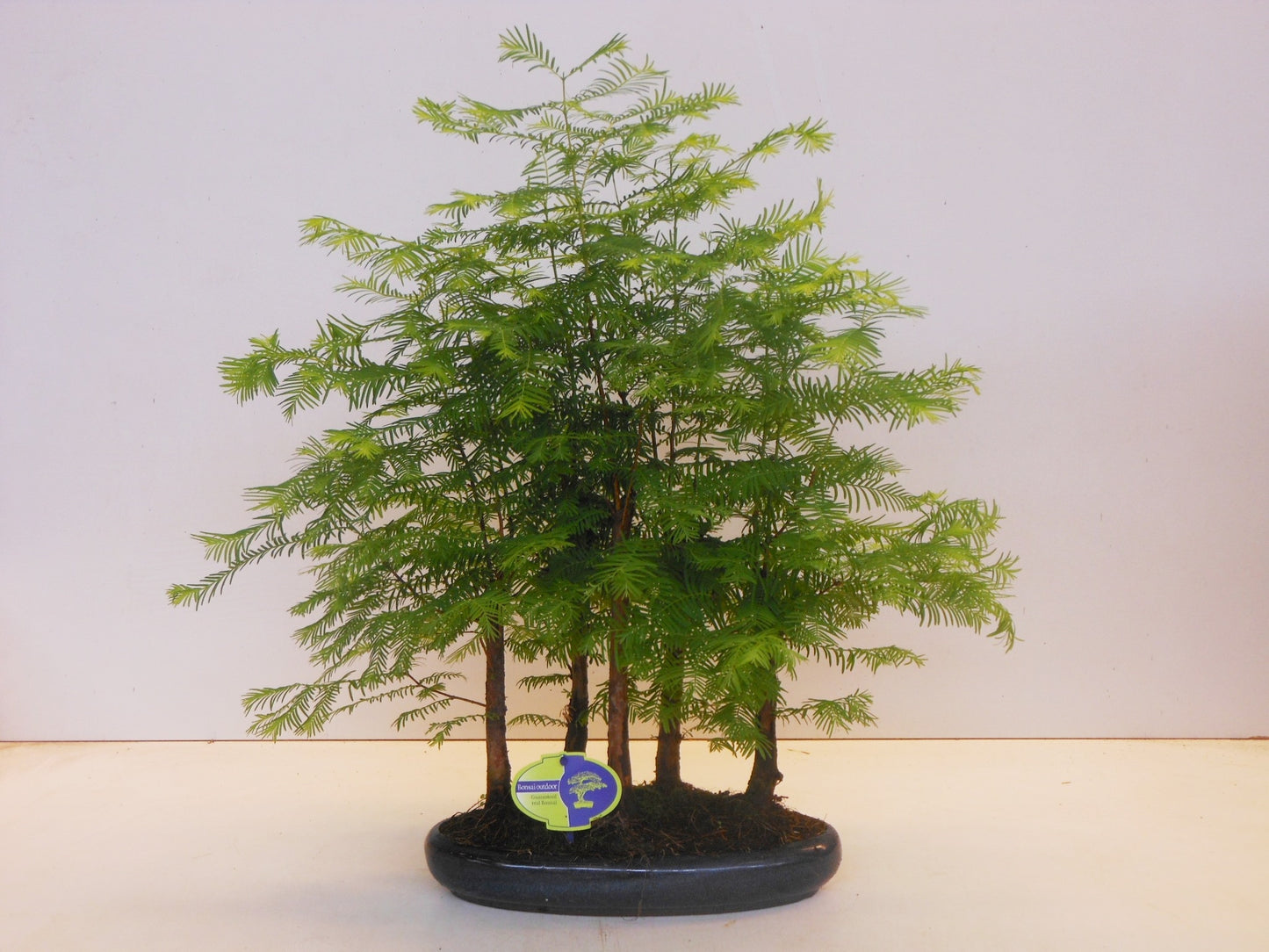 Metasequoia glyptostroboides 35cm 30cm Pot