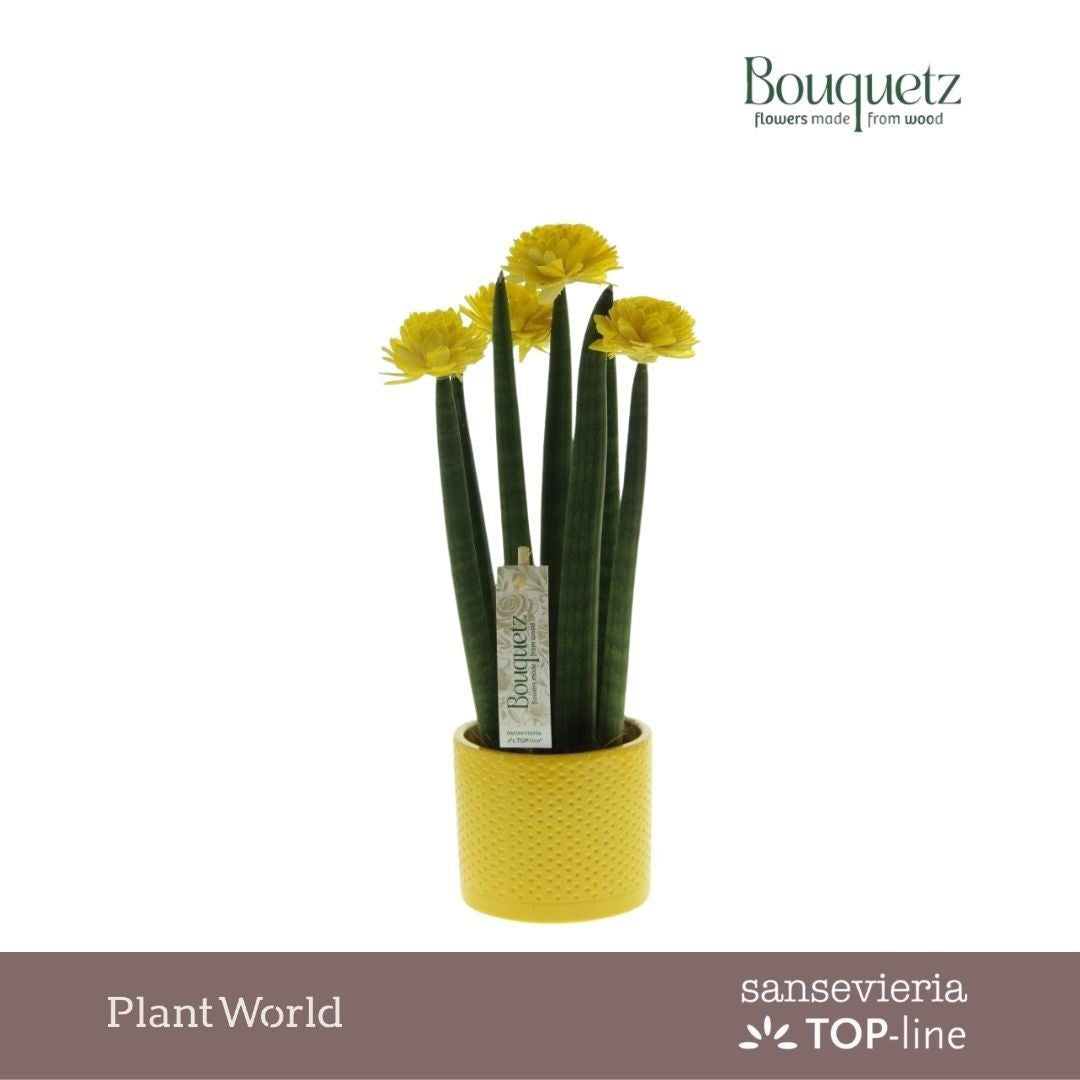 Sansevieria TOP-line Bouquetz 35cm 8.5cm Pot