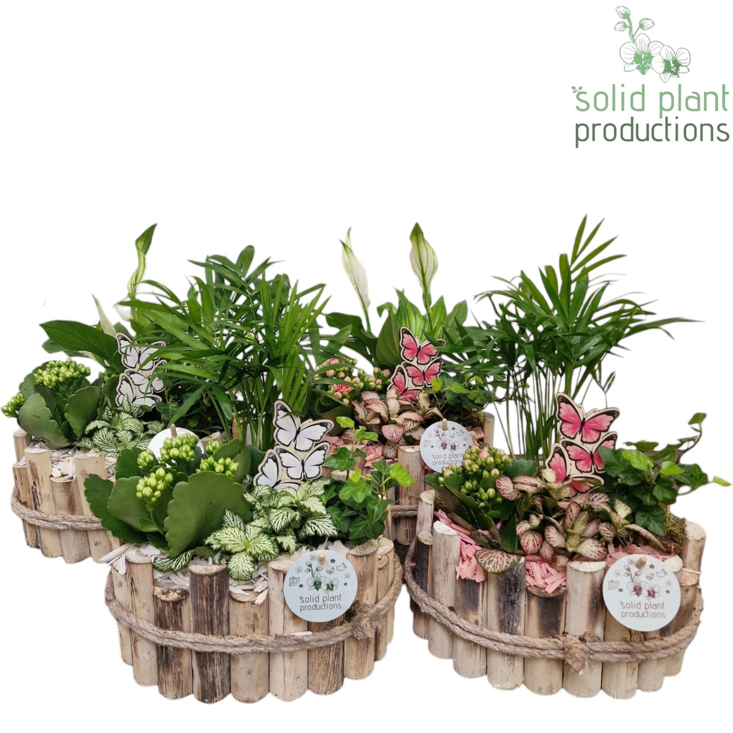 Solid Plant Productions HSC003 Bologna Small White/Pink Mix Pack of 4