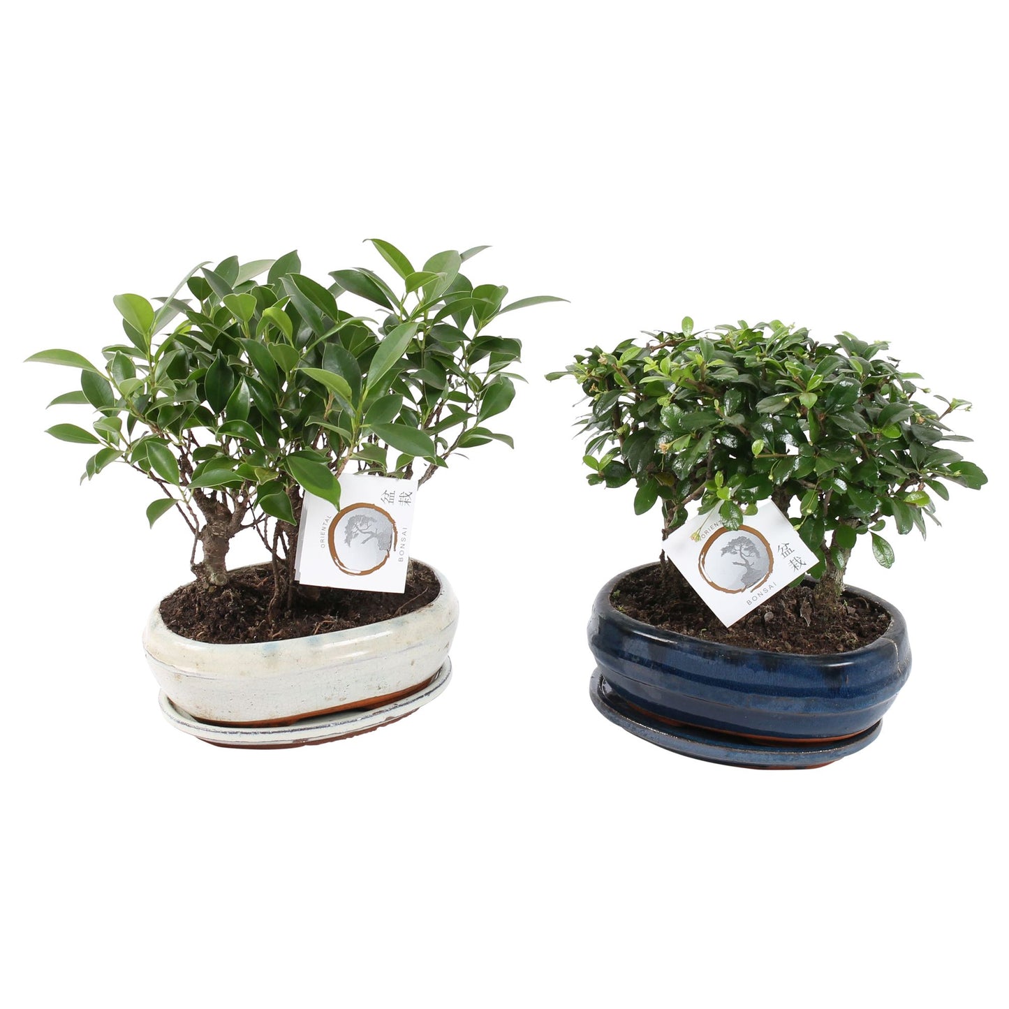 Bonsai mix 28cm 21cm Pot