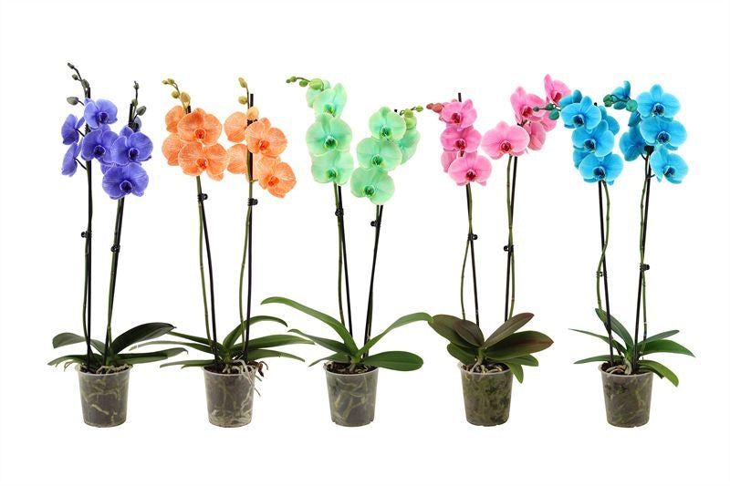 Phalaenopsis Hybrid 55cm 12cm Pot