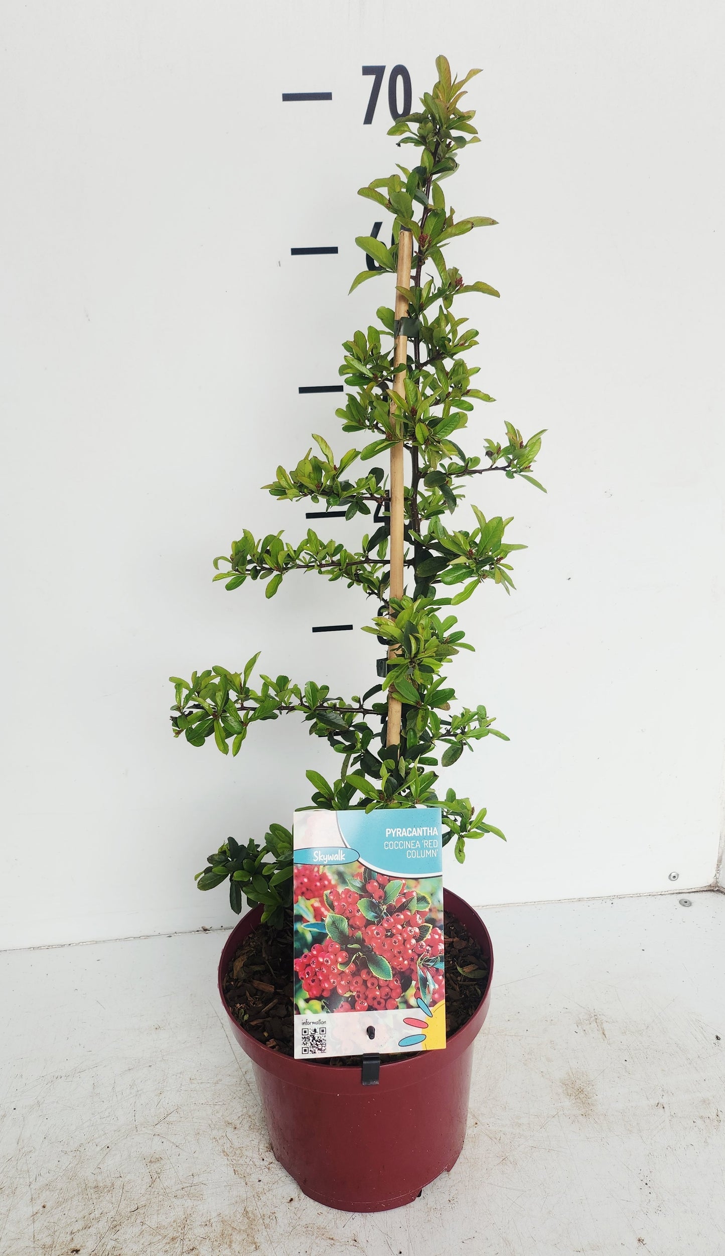 Pyracantha Red Column 60cm 19cm Pot