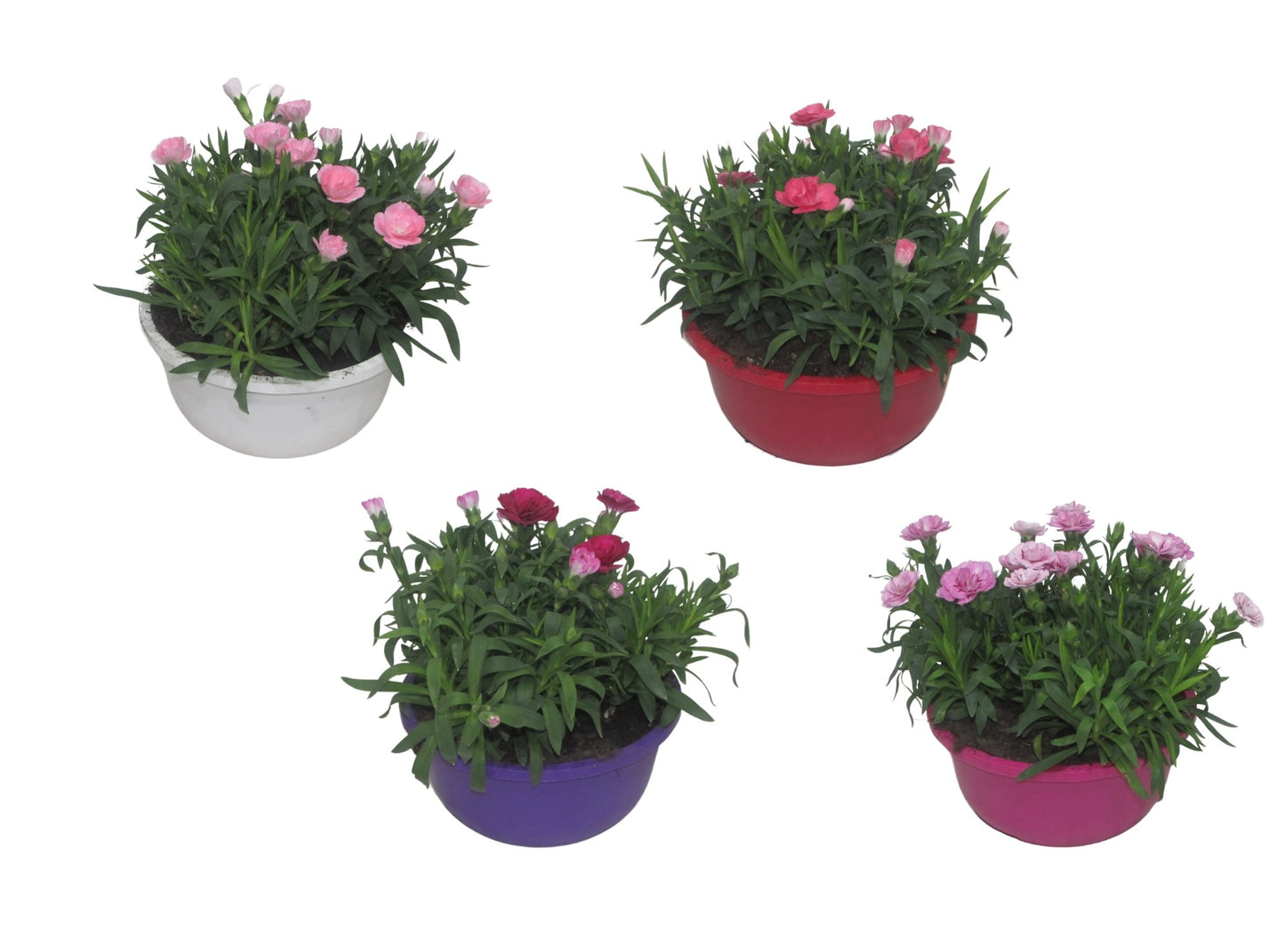 Dianthus Oscar 25cm 19cm Pot
