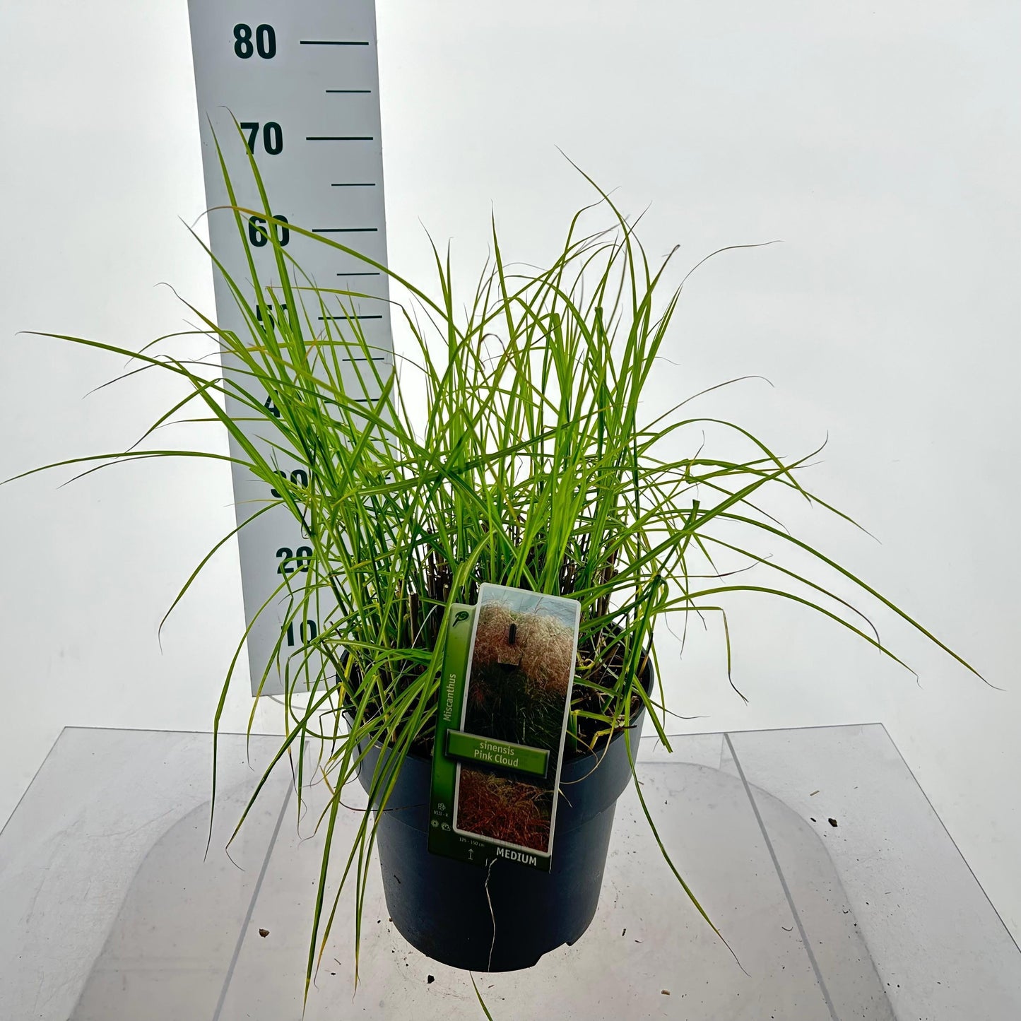 Miscanthus sinensis 55cm 29cm Pot