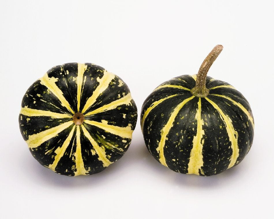 Cucurbita Flat Striped 6cm Pot